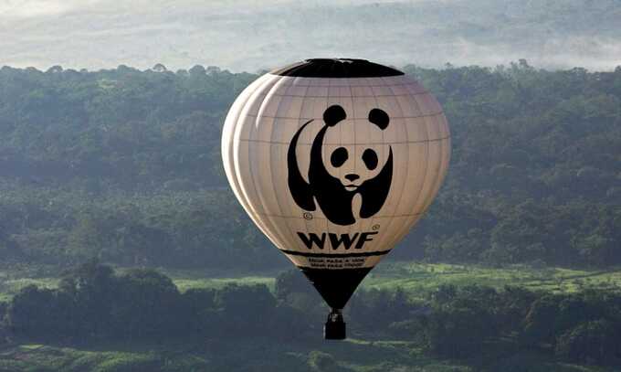    WWF    